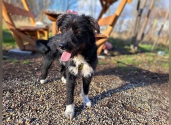 Lua, liebenswürdige Hundedame, ca. 1 Jahr, ca. 48 cm, ca 15 kg