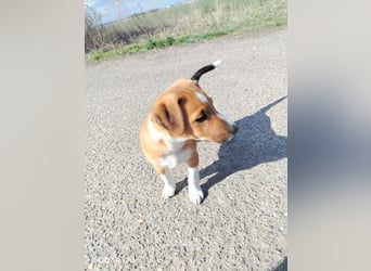 Luca, verspielte Herzensbrecherin, ca. 3 Monate, ca. 24 cm, ca. 4 kg