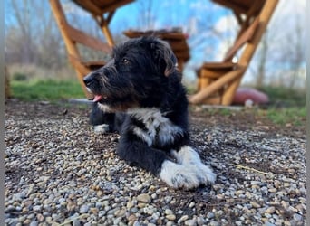 Lua, liebenswürdige Hundedame, ca. 1 Jahr, ca. 48 cm, ca 15 kg