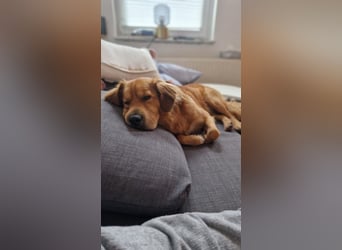Hektor, sensibler Hundemann, 49 cm,19 kg, *in 38118 Braunschweig*