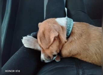 Luca, verspielte Herzensbrecherin, ca. 3 Monate, ca. 24 cm, ca. 4 kg