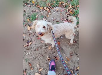 Kupak, süßer Herzensbrecher, ca. 6 Jahre, ca. 45 cm, ca. 12 kg