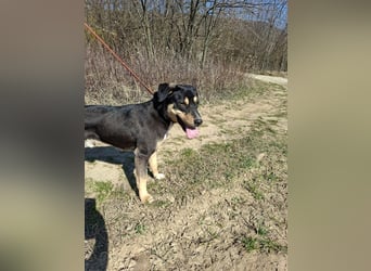 Blacky, fröhlicher Junghund, ca. 10 Monate, ca. 48 cm, ca. 16 kg