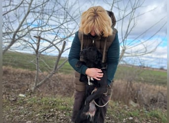 Bogár, liebevolle Herzensbrecherin, ca. 1 Jahr, ca. 47 cm, ca. 21 kg *in 88299 Leutkirch*