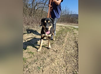 Blacky, fröhlicher Junghund, ca. 10 Monate, ca. 48 cm, ca. 16 kg