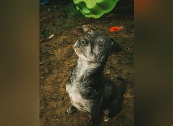 Fatima, soziale Hundedame, ca. 6 Jahre, *in 47198 Duisburg*