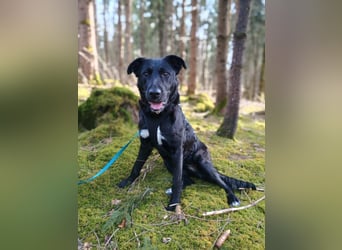 Bogár, liebevolle Herzensbrecherin, ca. 1 Jahr, ca. 47 cm, ca. 21 kg *in 88299 Leutkirch*