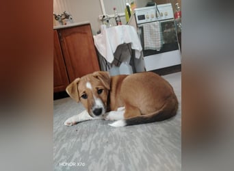 Luca, verspielte Herzensbrecherin, ca. 3 Monate, ca. 24 cm, ca. 4 kg