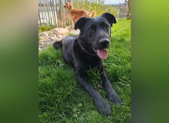 Bogár, liebevolle Herzensbrecherin, ca. 1 Jahr, ca. 47 cm, ca. 21 kg *in 88299 Leutkirch*