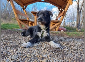 Lua, liebenswürdige Hundedame, ca. 1 Jahr, ca. 48 cm, ca 15 kg