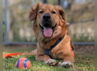 Hektor, sensibler Hundemann, 49 cm,19 kg, *in 38118 Braunschweig*