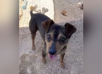 Tuko sucht sein Glück – kleiner Hund mit großem Herz