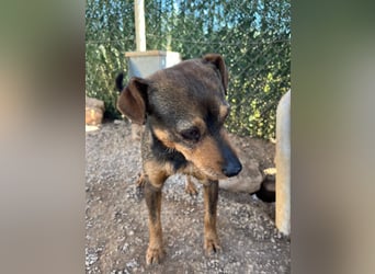Tuko sucht sein Glück – kleiner Hund mit großem Herz