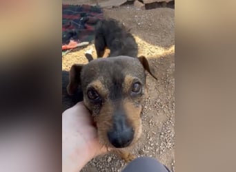Tuko sucht sein Glück – kleiner Hund mit großem Herz