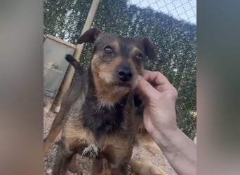 Tuko sucht sein Glück – kleiner Hund mit großem Herz