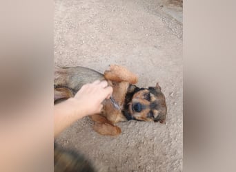 Tuko sucht sein Glück – kleiner Hund mit großem Herz