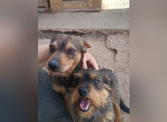 Tuko sucht sein Glück – kleiner Hund mit großem Herz