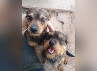 Tuko sucht sein Glück – kleiner Hund mit großem Herz