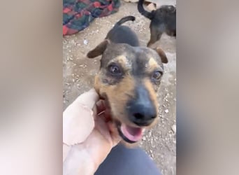 Tuko sucht sein Glück – kleiner Hund mit großem Herz