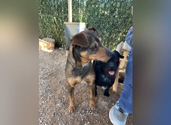 Tuko sucht sein Glück – kleiner Hund mit großem Herz