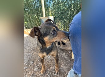 Tuko sucht sein Glück – kleiner Hund mit großem Herz