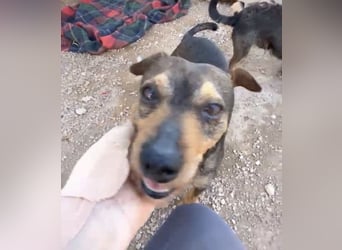 Tuko sucht sein Glück – kleiner Hund mit großem Herz