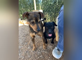 Tuko sucht sein Glück – kleiner Hund mit großem Herz