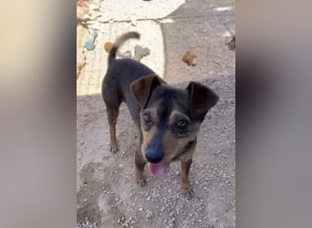 Tuko sucht sein Glück – kleiner Hund mit großem Herz