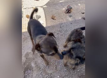 Tuko sucht sein Glück – kleiner Hund mit großem Herz