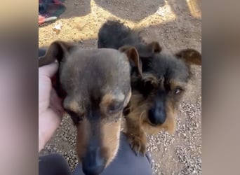 Tuko sucht sein Glück – kleiner Hund mit großem Herz