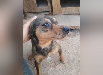 Tuko sucht sein Glück – kleiner Hund mit großem Herz