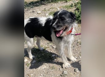 Cara wünscht sich ein Zuhause