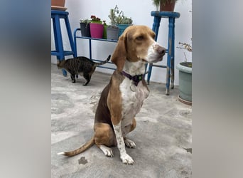 Hera sucht ein liebevolles Zuhause