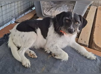 Cara wünscht sich ein Zuhause