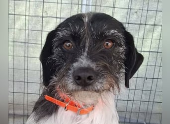 Cara wünscht sich ein Zuhause