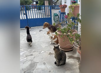 Hera sucht ein liebevolles Zuhause