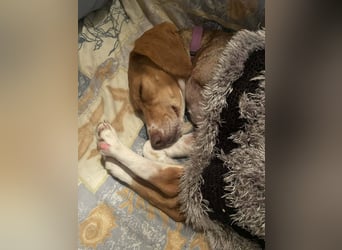 Hera sucht ein liebevolles Zuhause