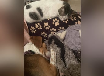 Hera sucht ein liebevolles Zuhause