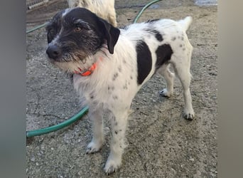 Cara wünscht sich ein Zuhause