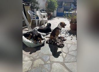 Hera sucht ein liebevolles Zuhause