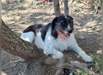 Cara wünscht sich ein Zuhause