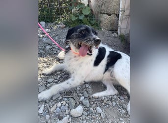 Cara wünscht sich ein Zuhause