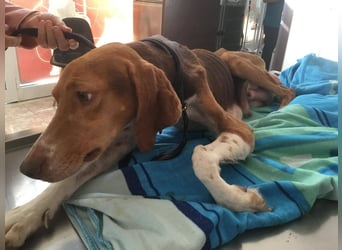 Hera sucht ein liebevolles Zuhause