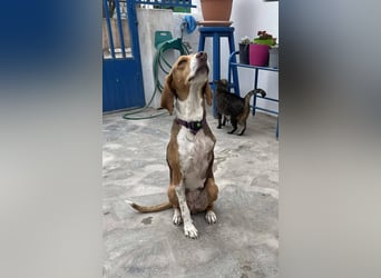 Hera sucht ein liebevolles Zuhause