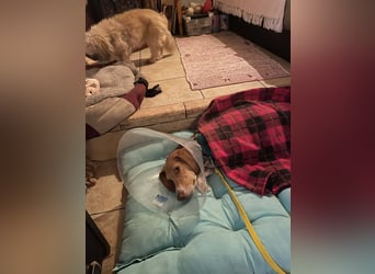 Hera sucht ein liebevolles Zuhause