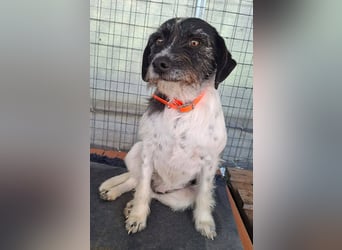 Cara wünscht sich ein Zuhause