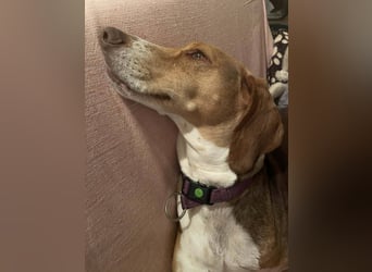 Hera sucht ein liebevolles Zuhause