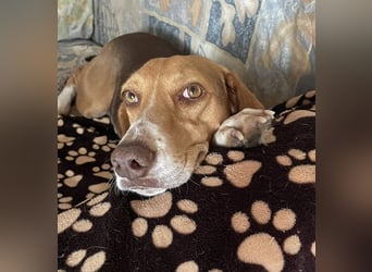 Hera sucht ein liebevolles Zuhause