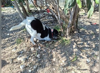 Cara wünscht sich ein Zuhause