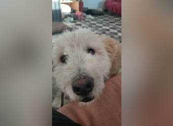 Tino sucht seine Menschen